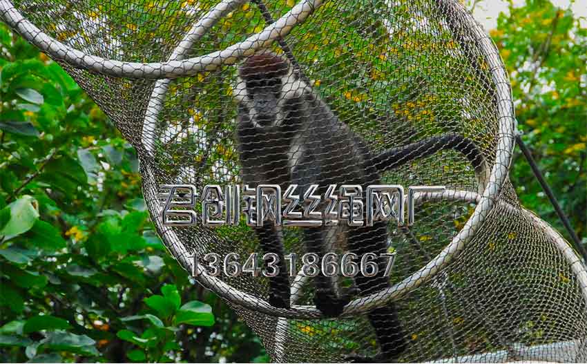 猴子圍欄網(wǎng)